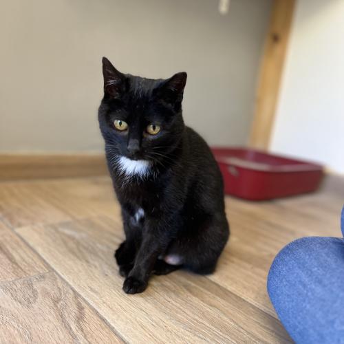 Katzen Franziskus Tierheim Hamburg