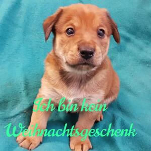 franziskus_tierheim