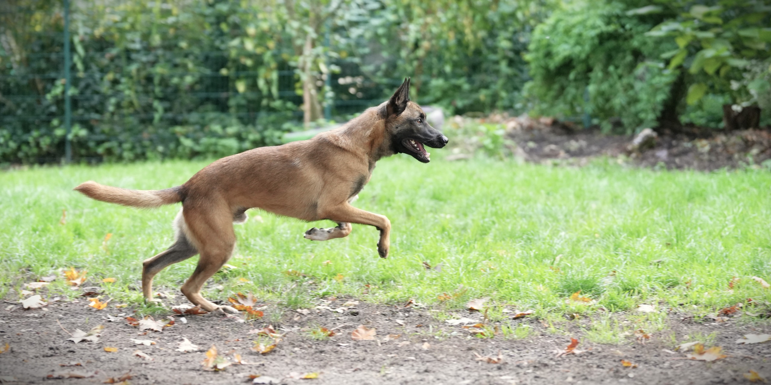 Rio, Malinois-Mix – Franziskus-Tierheim